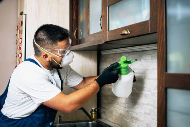Best Flea Control Services  in Hampton, GA