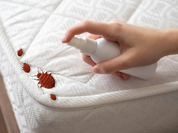 Best Termite Control Services  in Hampton, GA